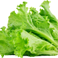 Isbergsalat